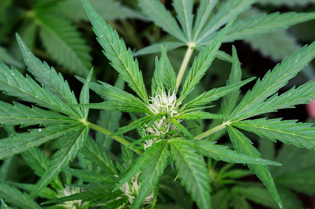 Brasil autorizó importación de cannabis medicinal producido en Uruguay y empresa celebró