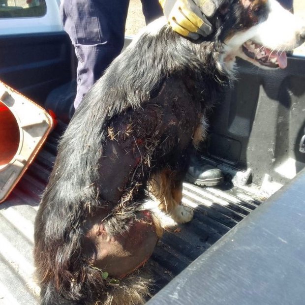 Murió el perro que había sobrevivido al arrastre en camioneta por hombre que luego se mató