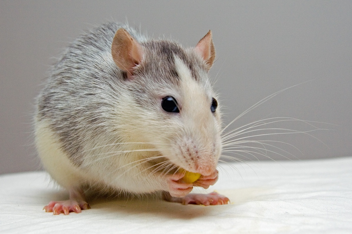 Un hombre murió de hantavirus en Colonia: cuáles son los síntomas y cómo se contrae