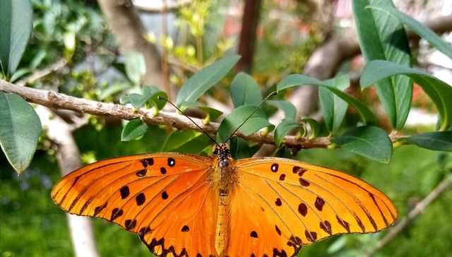 Nuestra fauna