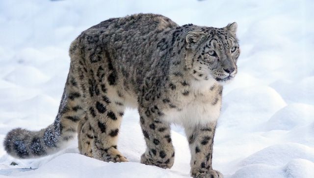 El gato 2025 fantasma del himalaya