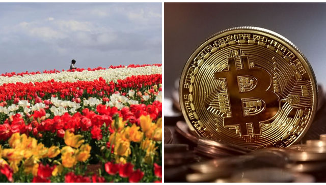 Tulipomanía y criptos
