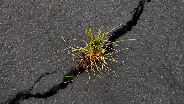 Por The New York Times