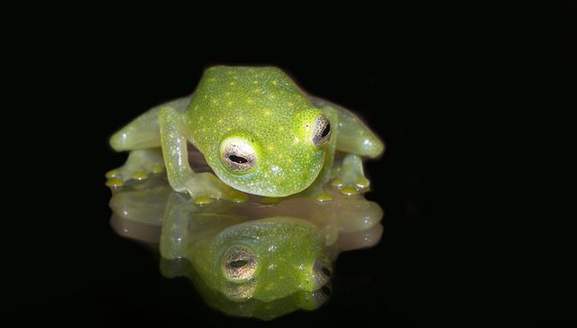 La entrañable transparencia