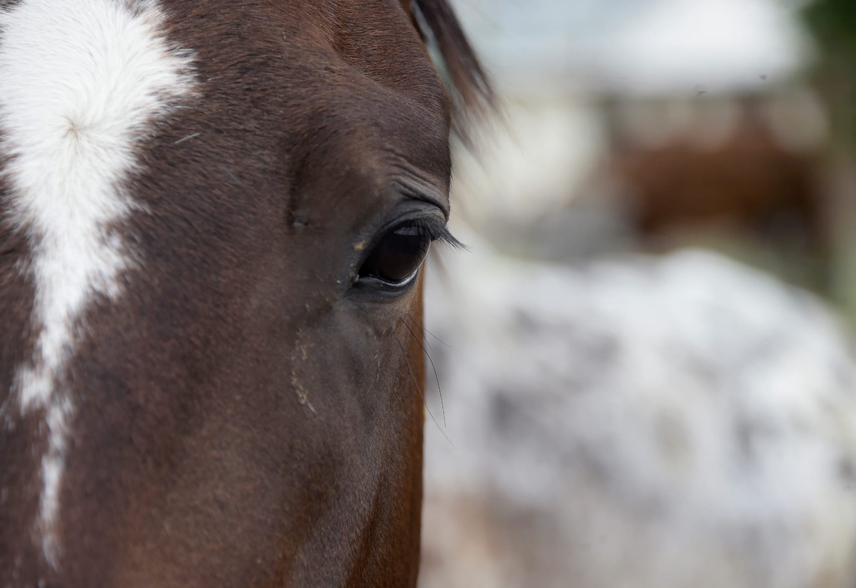 Peón rural internado tras accidente con caballo: es el segundo caso en 24 horas