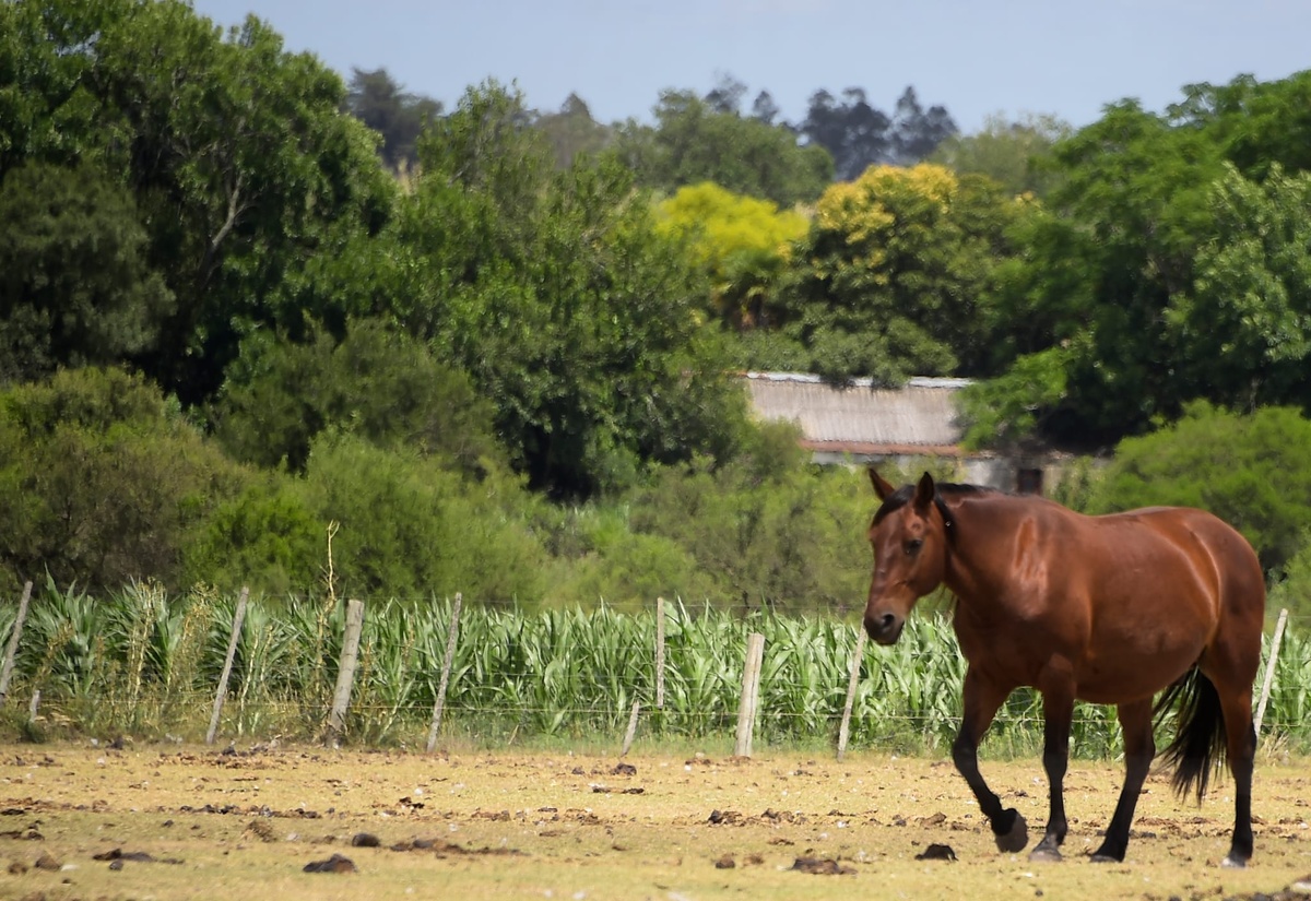 Desbarataron una banda dedicada a contrabandear miles de caballos para que fueran faenados