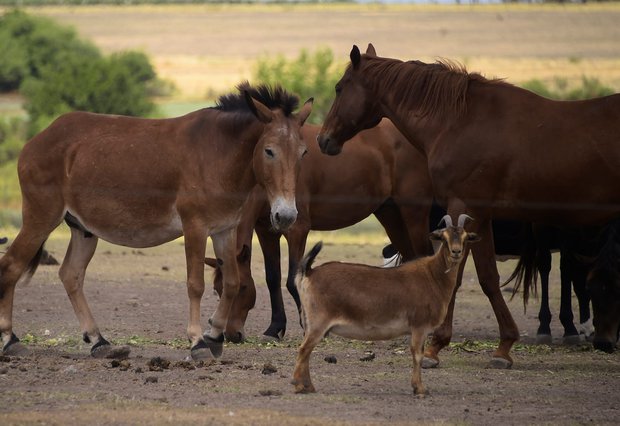 Instituto de Bienestar Animal rescató una cifra récord de caballos en 2022