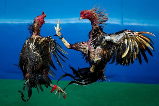 Riñas de gallos con fin inesperado: dos hombres murieron apuñalados por las aves