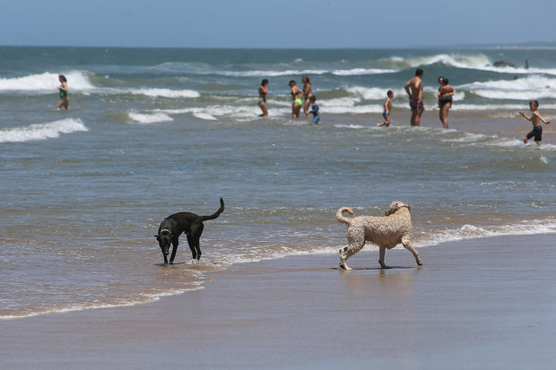 Armada Nacional insiste en prohibición de llevar animales a las playas y recuerda multa