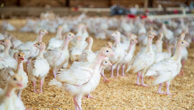 Achiquen con el chicken