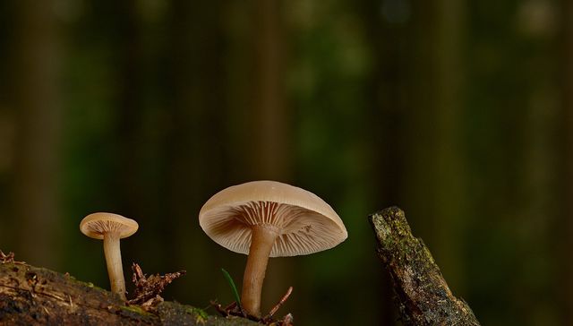 Regalo de la naturaleza