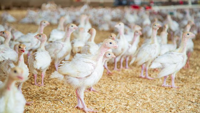 Achiquen con el chicken