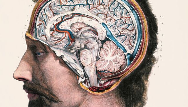 En bicho, bicho, yo me convertí