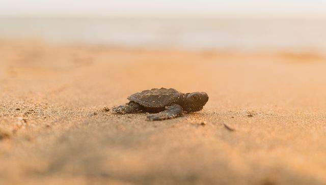 Con traje de malaquita