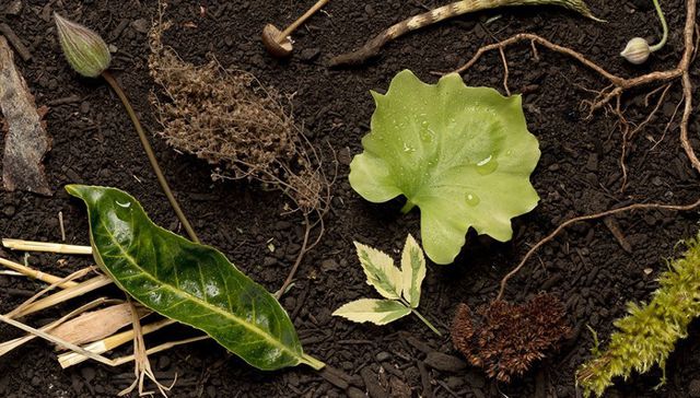 Una muerte ecológica