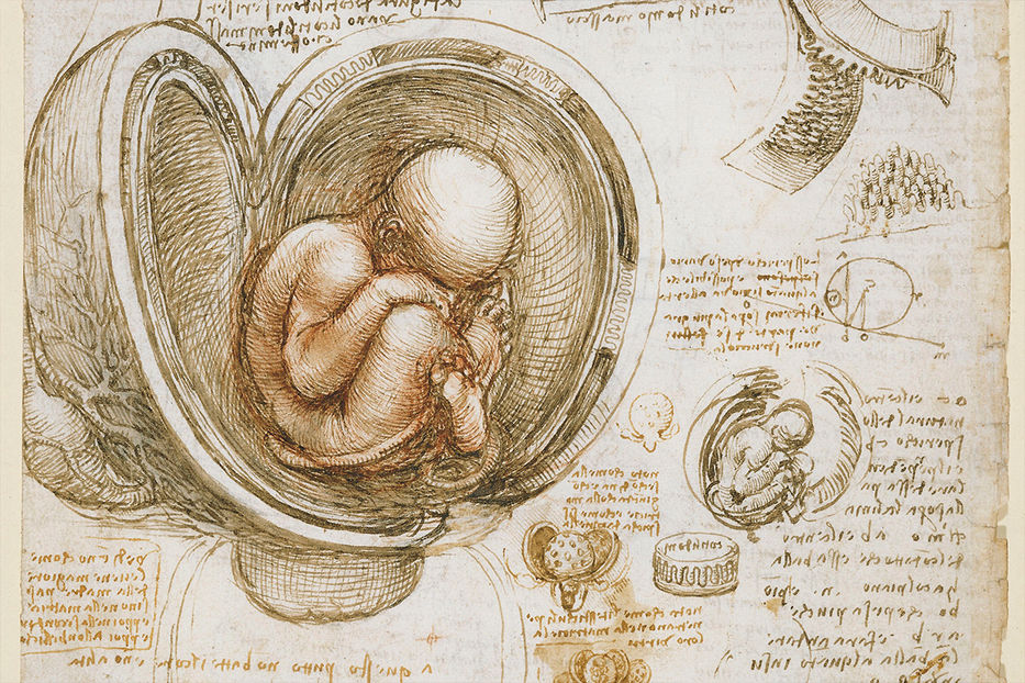 Bosquejos y anotaciones de da Vinci sobre la anatomía humana.