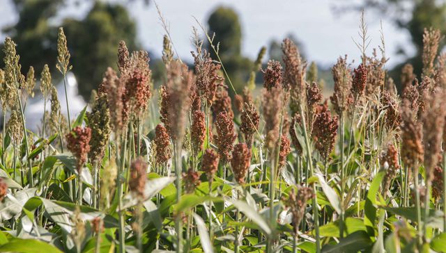 Escribe Eduardo Blasina