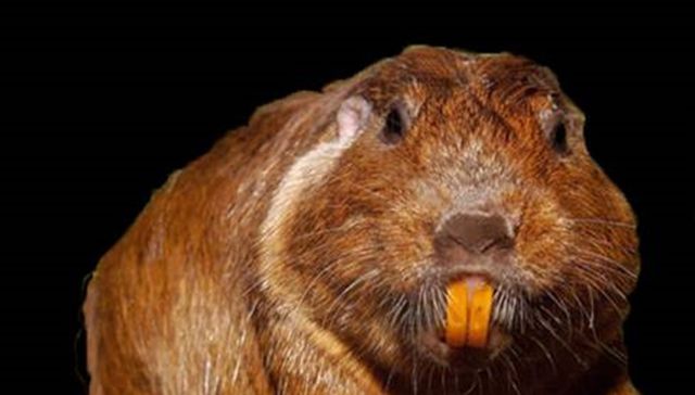 Nuestra fauna
