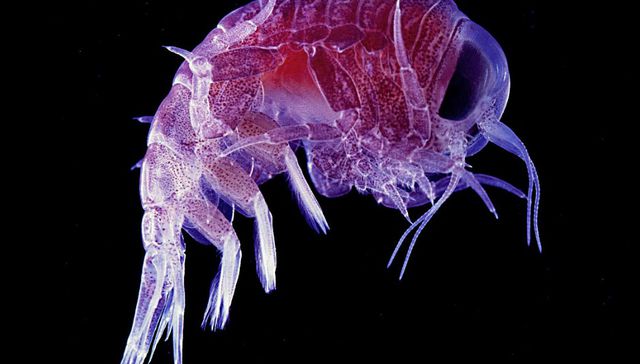 Pequeños influencers