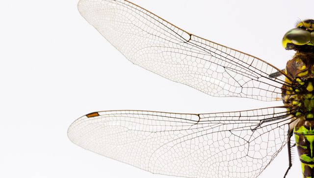 Aguaciles microbióticos