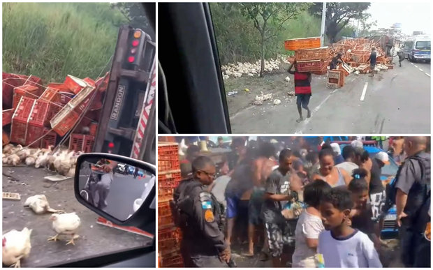 Brasil: tras vuelco de camión con miles de gallinas se producen escenas de saqueo y gresca