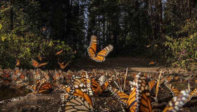 Por The New York Times