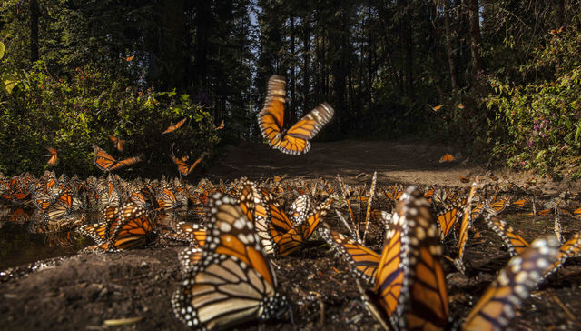 Por The New York Times