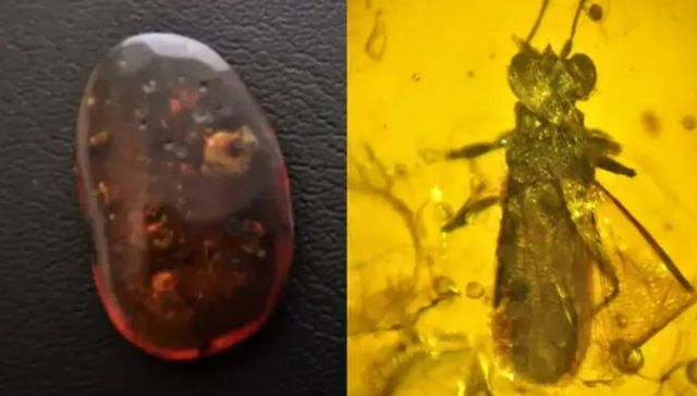 La bisabuela de los bichos