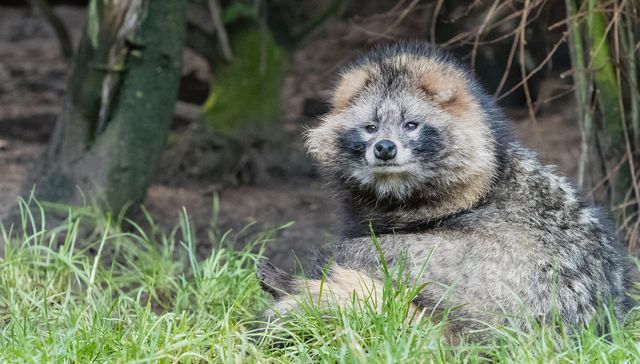 Qué pinta rara ese murciélago