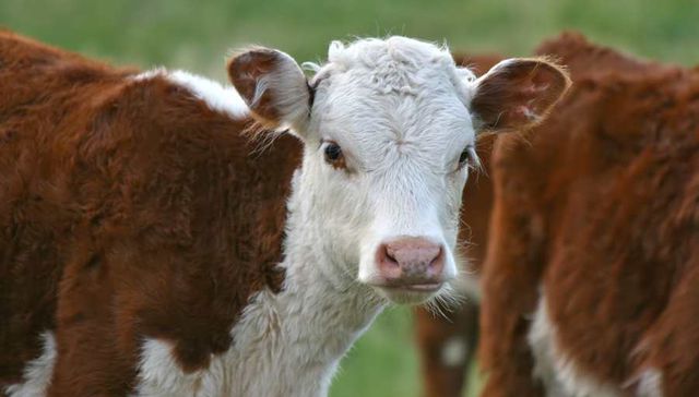 Efecto de la sequía