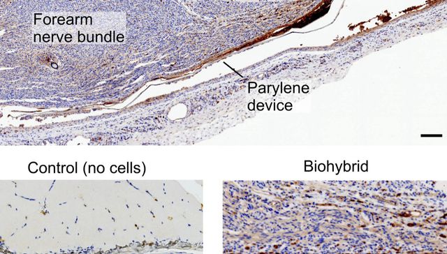 Milagros de la ciencia