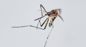 No me moleste mosquito