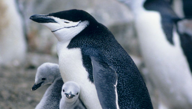 Como se hace en el sur