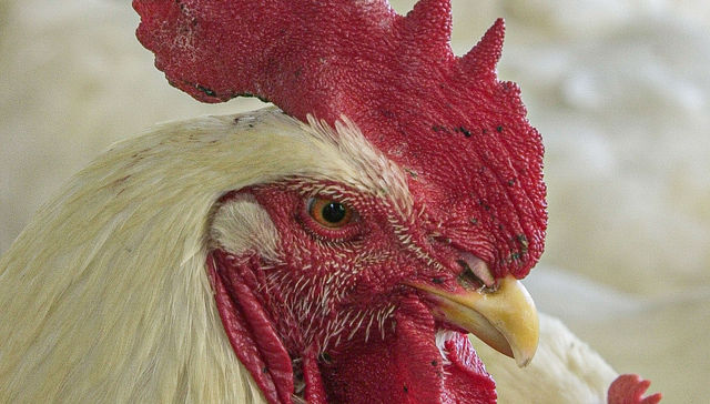 ¿El huevo o la gallina?