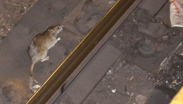 ¿La esposa del Rey Ratón?