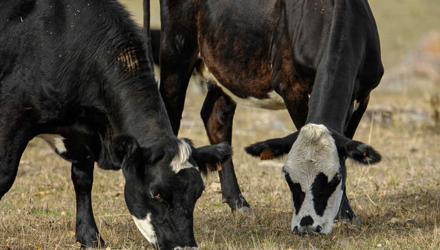 Escribe Eduardo Blasina