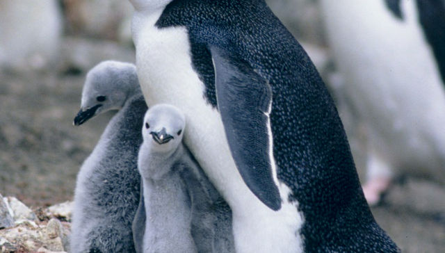 Como se hace en el sur