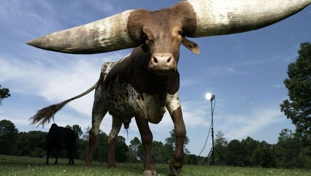 Les importa un cuerno