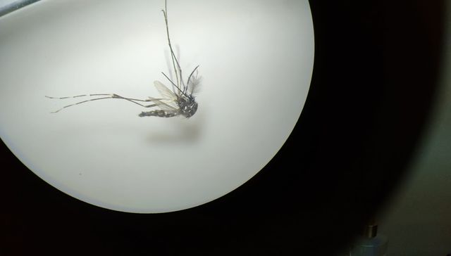 Pican con gran disimulo