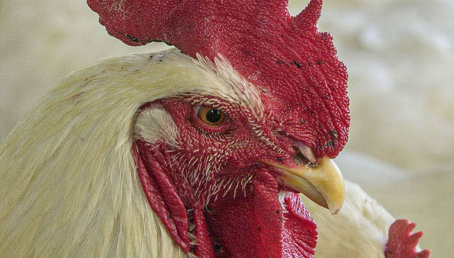 ¿El huevo o la gallina?