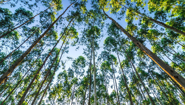 Unos verdes por otros