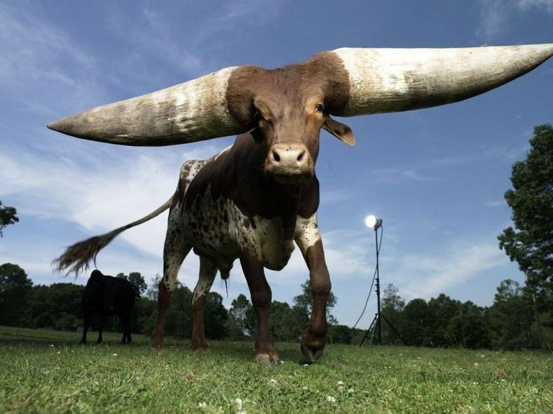 Les importa un cuerno