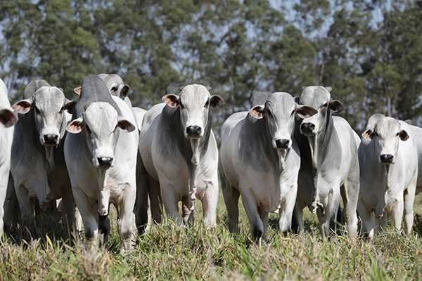 Brasil celebra: eliminaron la obligatoriedad de notificar casos de vaca loca atípicos