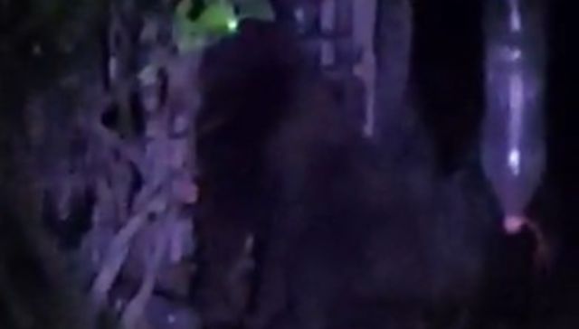 Muy grande ese perro