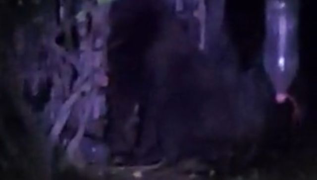 Muy grande ese perro