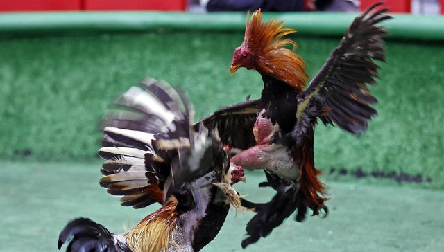 Otro gallo les cantó