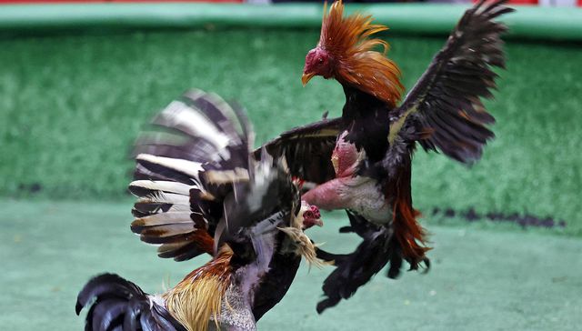 Otro gallo les cantó