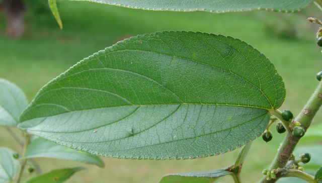 La mejor combinación