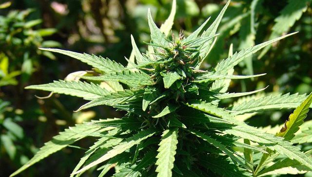 Escribe Andrés Lima