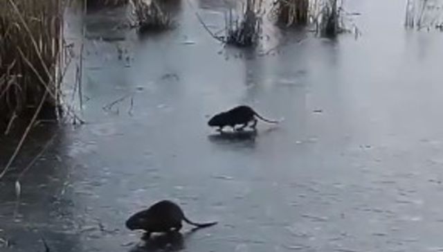 Un frío que parecen dos